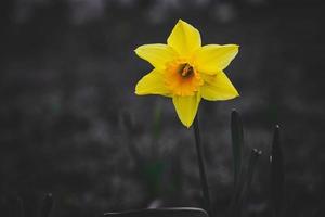 yellow daffodil in the spring garden in close-up photo