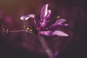 pink magnolia flower blooming on the garden tree on a warm spring day photo