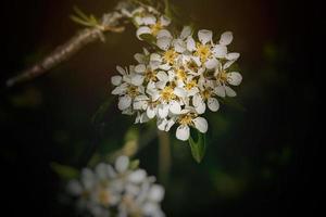 blanco flores de un Fruta árbol cierne en primavera foto