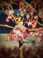 spring tree blooming in pink in close-up outdoors in the warm sunshine photo