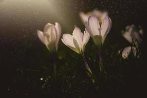 spring flowers crocuses in the garden in the warm rays of the afternoon sun photo