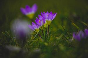 spring flowers crocuses in the garden in the warm rays of the afternoon sun photo