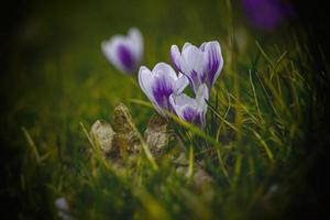 primavera flores azafrán en el jardín en el calentar rayos de el tarde Dom foto