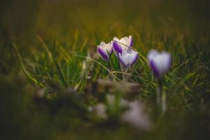 spring flowers crocuses in the garden in the warm rays of the afternoon sun photo