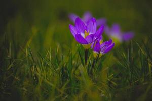 spring flowers crocuses in the garden in the warm rays of the afternoon sun photo