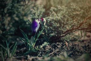 spring flowers crocuses in the garden in the warm rays of the afternoon sun photo