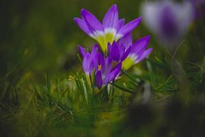 primavera flores azafrán en el jardín en el calentar rayos de el tarde Dom foto