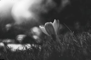 spring flowers crocuses in the garden in the warm rays of the afternoon sun photo