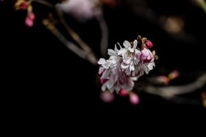 spring tree blooming in pink in close-up outdoors in the warm sunshine photo