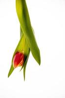 rojo tulipán en un blanco antecedentes en de cerca foto