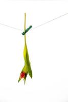 red tulip on a white background hanging on a string photo