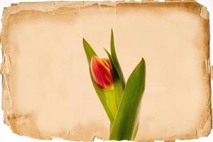 one spring red tulip on the background of an old beige paper card photo