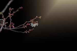 primavera árbol floreciente en rosado en de cerca al aire libre en el calentar Brillo Solar foto