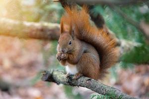 pequeño rojo ardilla en un natural habitat en el ciudad parque foto