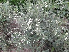 White unknown wildflower on a green shrub, Bangladesh, Asia photo