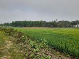 verde agrícola campos y prados, verano campo con, rural paisaje, agrícola tierra con cultivos y tierras en sencillo colores con azul cielo foto