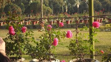 Beautiful large flowering red rose garden in full bloom in a garden in Bangladesh, Asia photo