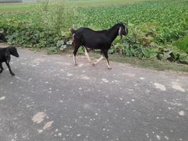 algunos animales regreso hogar en el noche junto a verde agrícola campos y prados, verano campo con, bangladesh, Asia foto