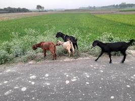 Some Animals return home in the evening beside green agricultural fields and meadows, summer countryside with,  Bangladesh, Asia photo