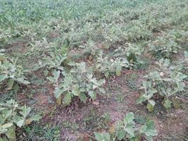 Image of a beautiful vegetable field in Bangladesh, Asia photo