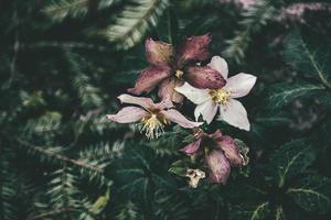 spring pale pink hellebore against the background of dark green leaves in the park photo