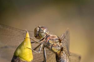 Beautiful macro of the dragonfly sitting on a twig. A dragonfly is an insect belonging to the order Odonata, infraorder Anisoptera. photo