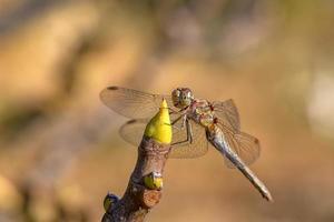 Beautiful macro of the dragonfly sitting on a twig. A dragonfly is an insect belonging to the order Odonata, infraorder Anisoptera. photo