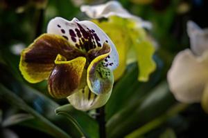 interesting orchid flower on a dark background in a soft light in the interior photo