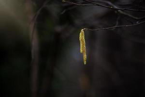 flowering hazel shrub at the end of winter against a dark background photo