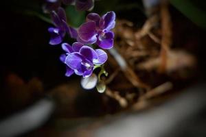 interesante orquídea flor en un oscuro antecedentes en un suave ligero en el interior foto
