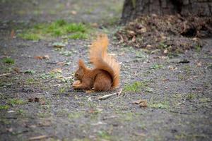 little red squirrel in a natural habitat in the city park photo