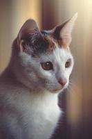 white-red cat sitting in the warm afternoon sun photo