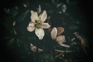 spring pale pink hellebore against the background of dark green leaves in the park photo