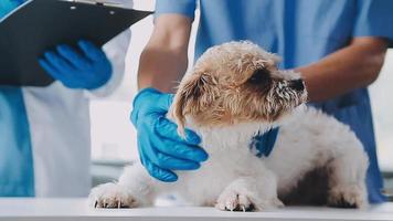 Vet examining dog and cat. Puppy and kitten at veterinarian doctor. Animal clinic. Pet check up and vaccination. Health care. video