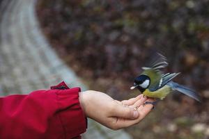 little colorful bird tit - eating sunflower seed from boy's hand in winter photo