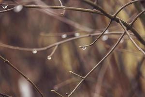 gotas de lluvia en un rama de un sin hojas árbol en de cerca en enero foto