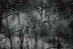 raindrops on a branch of a leafless tree in close-up in January photo