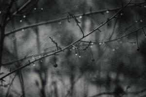 gotas de lluvia en un rama de un sin hojas árbol en de cerca en enero foto