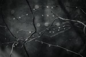 gotas de lluvia en un rama de un sin hojas árbol en de cerca en enero foto