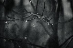 raindrops on a branch of a leafless tree in close-up in January photo