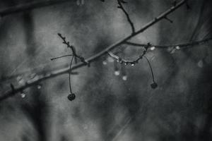 gotas de lluvia en un rama de un sin hojas árbol en de cerca en enero foto