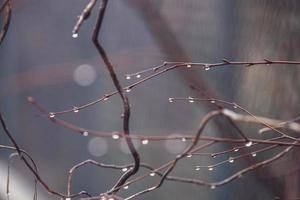 raindrops on a branch of a leafless tree in close-up in January photo