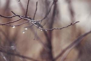 raindrops on a branch of a leafless tree in close-up in January photo