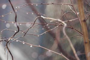 raindrops on a branch of a leafless tree in close-up in January photo