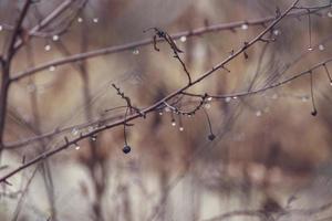 raindrops on a branch of a leafless tree in close-up in January photo