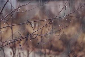 raindrops on a branch of a leafless tree in close-up in January photo