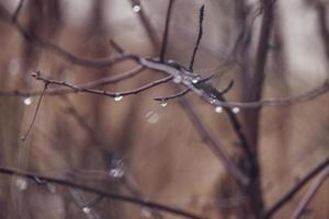 raindrops on a branch of a leafless tree in close-up in January photo