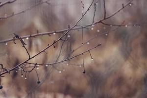 raindrops on a branch of a leafless tree in close-up in January photo
