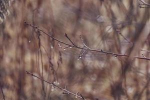 raindrops on a branch of a leafless tree in close-up in January photo