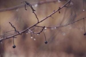 gotas de lluvia en un rama de un sin hojas árbol en de cerca en enero foto